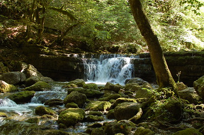 Cascade dans une forêt